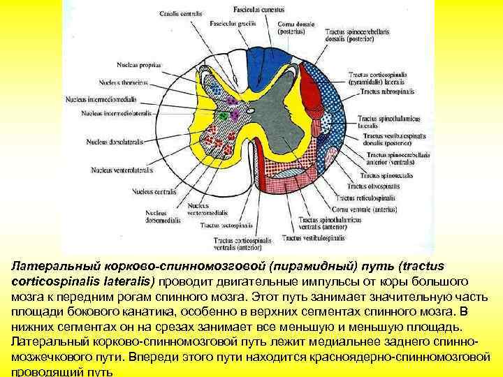 Корково спинномозговой путь схема