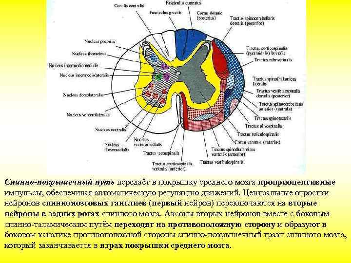 Спинно-покрышечный путь передаёт в покрышку среднего мозга проприоцептивные импульсы, обеспечивая автоматическую регуляцию движений. Центральные