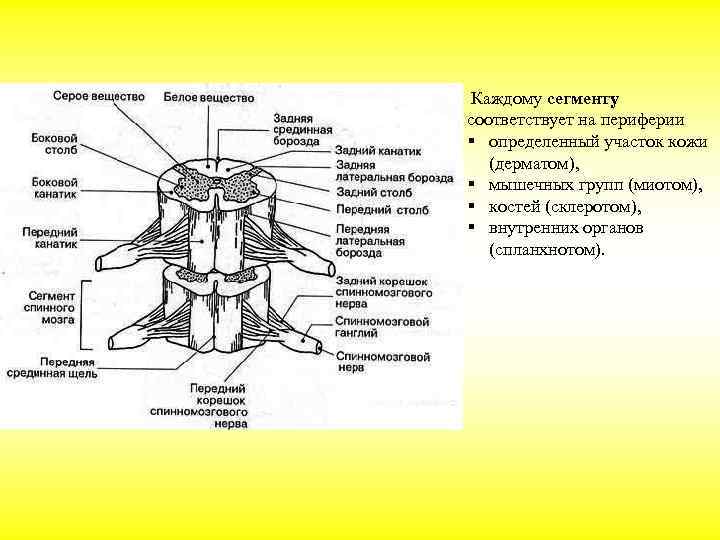 Передний столб спинного мозга. Задние столбы спинного мозга функции. Передние задние боковые столбы спинного мозга. Задний канатик спинной мозг анатомия. Передний и задний столб спинного мозга.