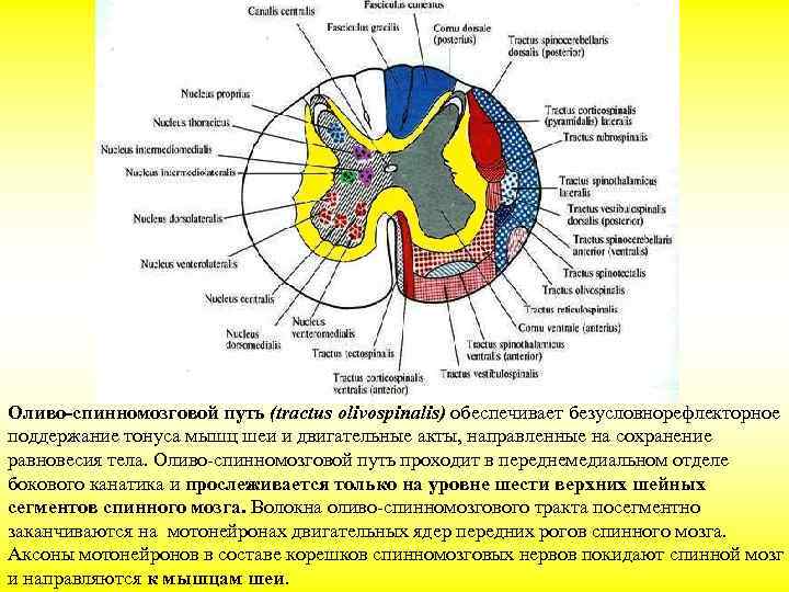 Оливо-спинномозговой путь (tractus olivospinalis) обеспечивает безусловнорефлекторное поддержание тонуса мышц шеи и двигательные акты, направленные