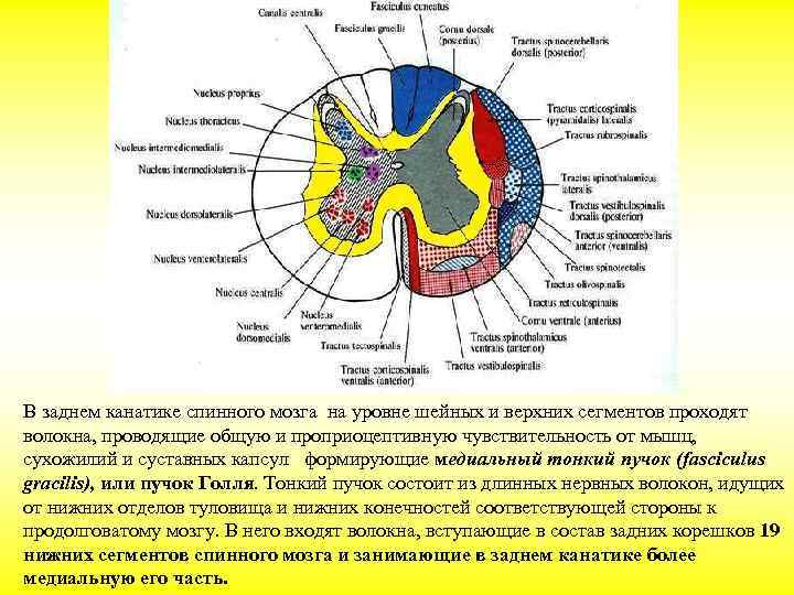В заднем канатике спинного мозга на уровне шейных и верхних сегментов проходят волокна, проводящие