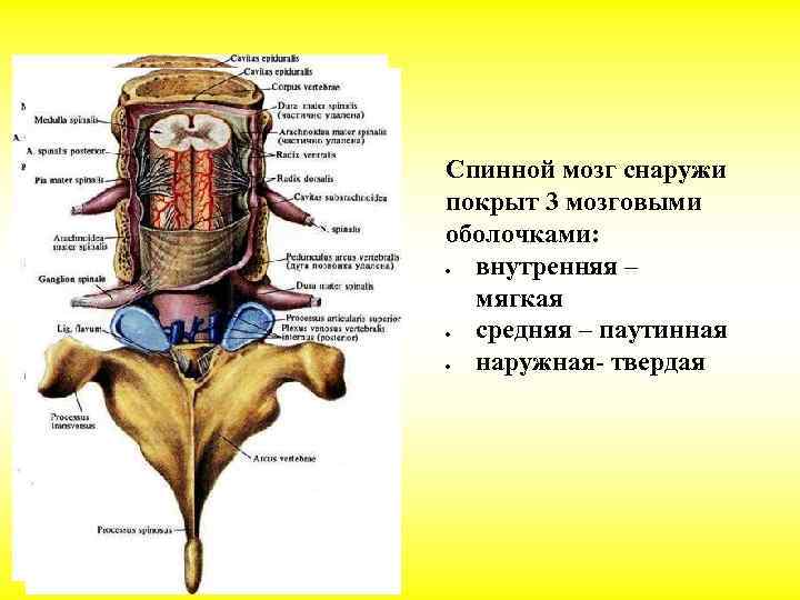 Спинной мозг снаружи покрыт 3 мозговыми оболочками: внутренняя – мягкая средняя – паутинная наружная-