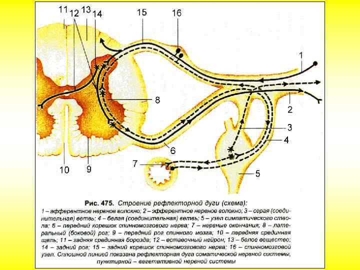 Рассмотрите рисунок 77 найдите спинномозговой канал центральный канал серое и белое вещество кратко