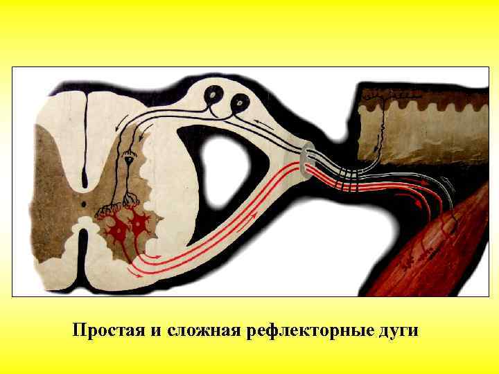 Простая и сложная рефлекторные дуги 