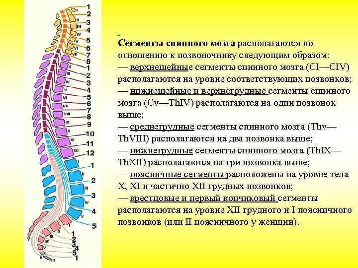 В позвоночнике различают отделы. Скелетотопия сегментов спинного мозга. Рефлекторная функция отделов спинного мозга. Сегменты s1 s2 спинного мозга.