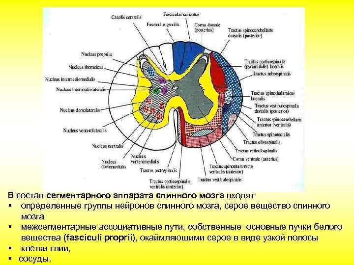 Серое и белое вещество спинного мозга рисунок