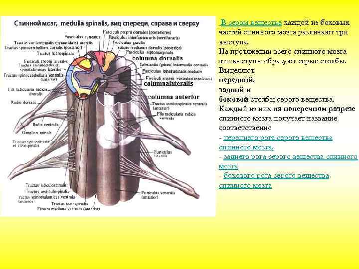 Строение спинного и головного мозга