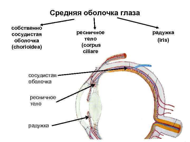 Оболочки глаза органы чувств