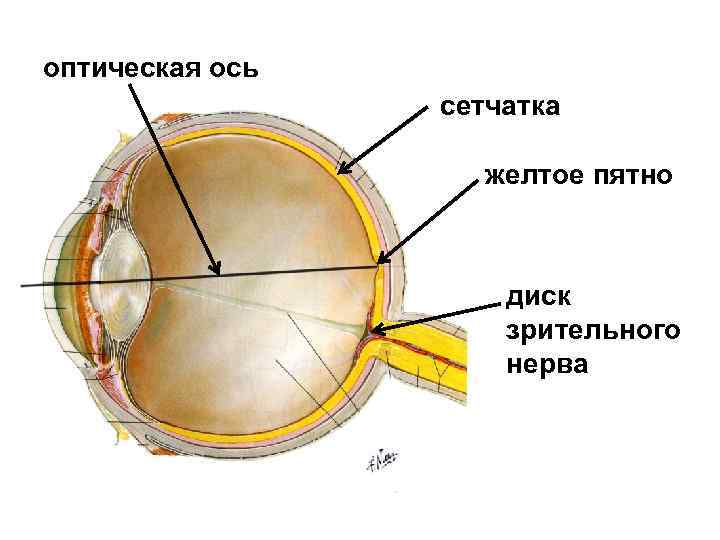 Слепое пятно расположено в месте где. Зрительный анализатор слепое пятно. Зрительный анализатор желтое пятно. Строение желтого пятна сетчатки. Центральная ямка желтое пятно сетчатки.