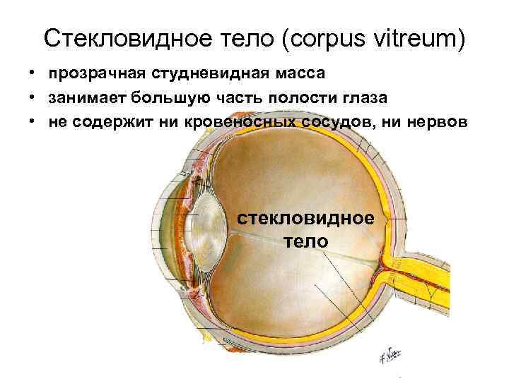 Роговица зрительная зона коры мозга стекловидное тело. Стекловидное тело. Стекловидное тело строение. Структура стекловидного тела. Строение стекловидного тела глаза.