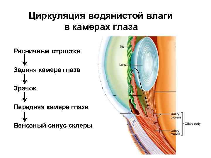 Функции передней камеры глаза. Схема циркуляции внутриглазной жидкости. Циркуляция внутриглазной жидкости анатомия. Схема оттока внутриглазной жидкости. Циркуляция водянистой влаги в глазу.
