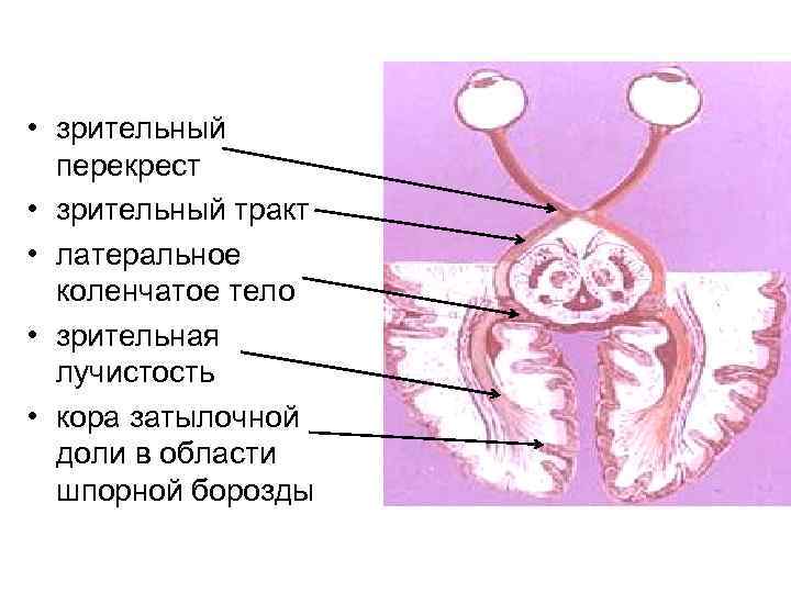 Зрительный перекрест рисунок