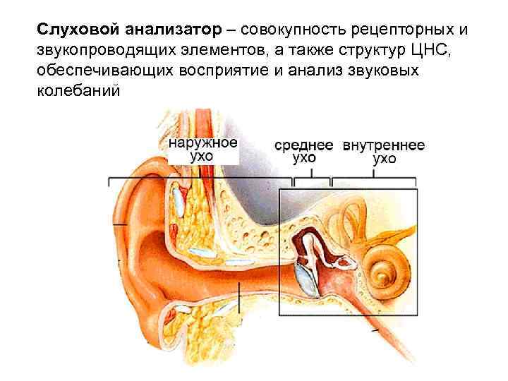 Значение анализатора слуха