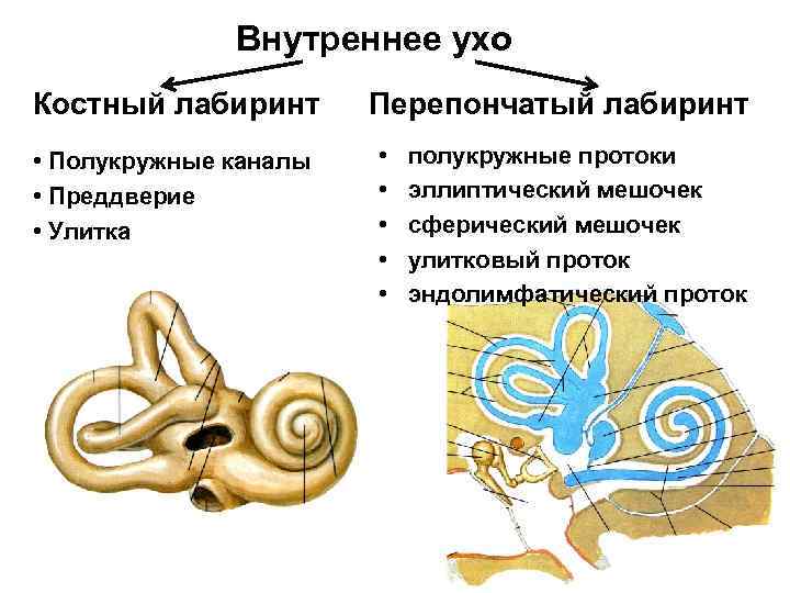 Элементы внутреннего уха. Костный Лабиринт внутреннего уха анатомия. Костный и перепончатый Лабиринт внутреннего уха. Перепончатый Лабиринт внутреннего уха строение. Перепончатый Лабиринт уха строение.