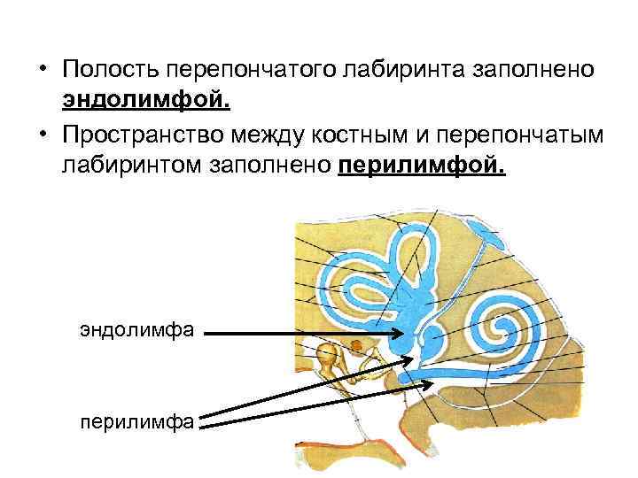 Схема строения костного и перепончатого лабиринтов