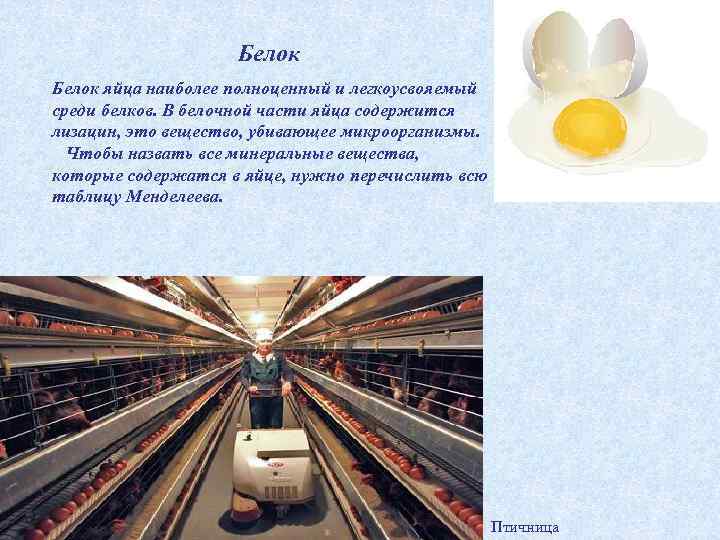 Белок яйца наиболее полноценный и легкоусвояемый среди белков. В белочной части яйца содержится лизацин,