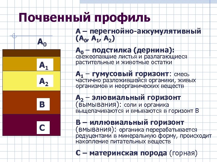 Почвенный профиль А 0 А 1 А 2 А – перегнойно-аккумулятивный (А 0, А