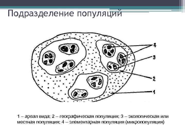 Подразделение популяций 1 – ареал вида; 2 – географическая популяция; 3 – экологическая или