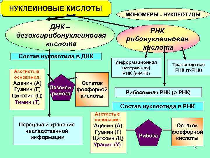 НУКЛЕИНОВЫЕ КИСЛОТЫ МОНОМЕРЫ - НУКЛЕОТИДЫ ДНК – дезоксирибонуклеиновая кислота Состав нуклеотида в ДНК Информационная