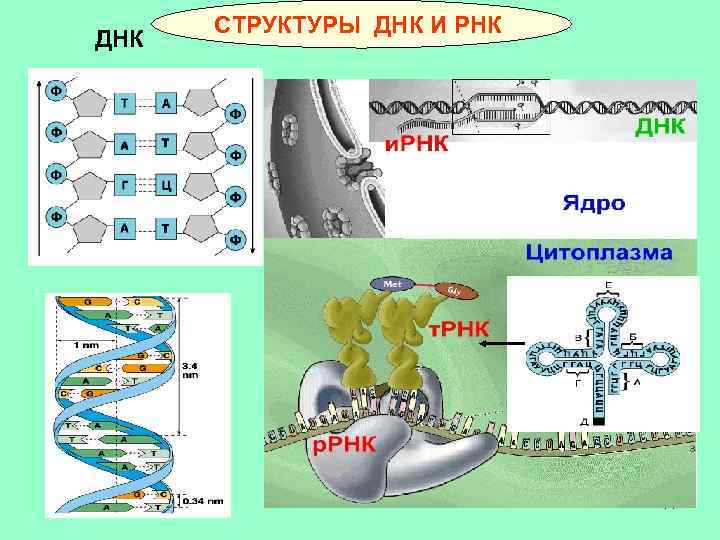 ДНК СТРУКТУРЫ ДНК И РНК 11 