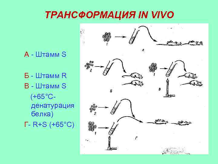 ТРАНСФОРМАЦИЯ IN VIVO А - Штамм S Б - Штамм R В - Штамм