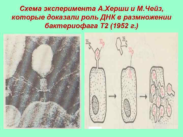 Схема эксперимента А. Херши и М. Чейз, которые доказали роль ДНК в размножении бактериофага