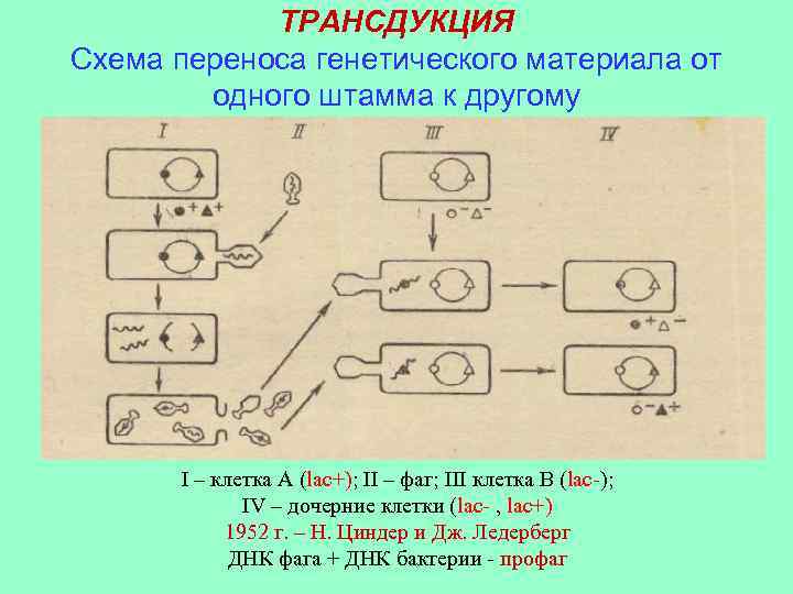 ТРАНСДУКЦИЯ Схема переноса генетического материала от одного штамма к другому I – клетка А