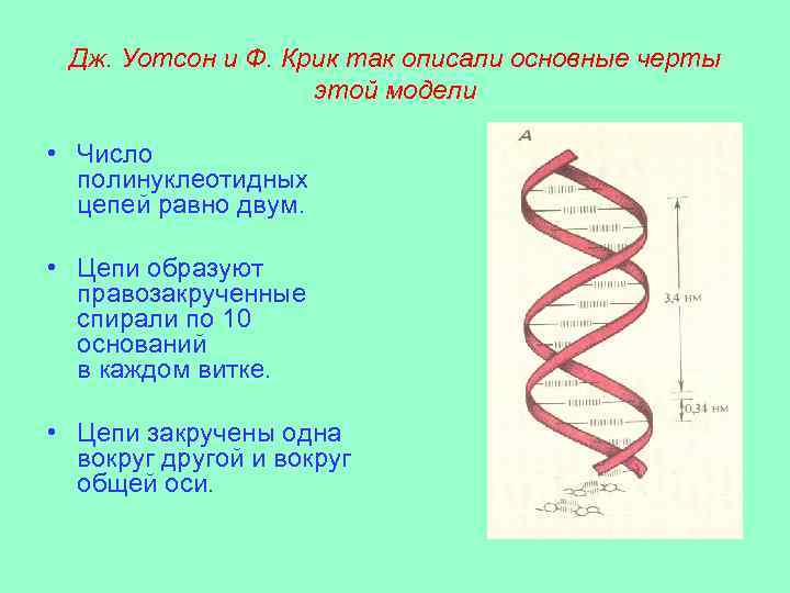 Дж. Уотсон и Ф. Крик так описали основные черты этой модели • Число полинуклеотидных