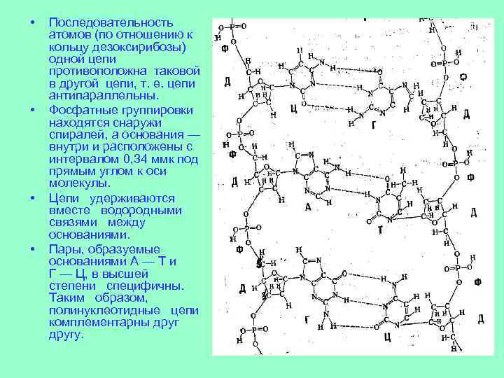  • • Последовательность атомов (по отношению к кольцу дезоксирибозы) одной цепи противоположна таковой