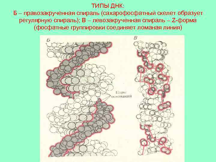 ТИПЫ ДНК: Б – правозакрученная спираль (сахарофосфатный скелет образует регулярную спираль); В – левозакрученная