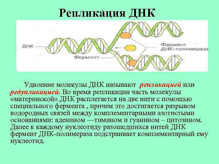 Репликация ДНК Удвоение молекулы ДНК называют репликацией или редупликацией. Во время репликации часть молекулы