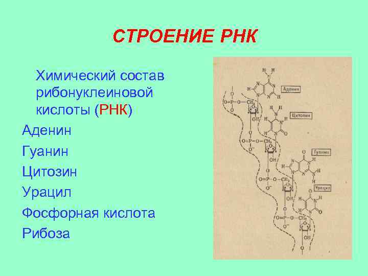 СТРОЕНИЕ РНК Химический состав рибонуклеиновой кислоты (РНК) Аденин Гуанин Цитозин Урацил Фосфорная кислота Рибоза