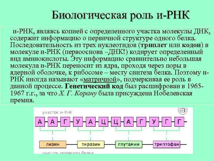 Биологическая роль и-РНК, являясь копией с определенного участка молекулы ДНК, содержит информацию о первичной