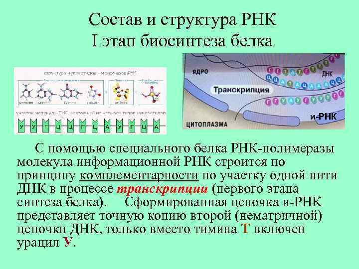 Состав и структура РНК I этап биосинтеза белка и-РНК С помощью специального белка РНК-полимеразы