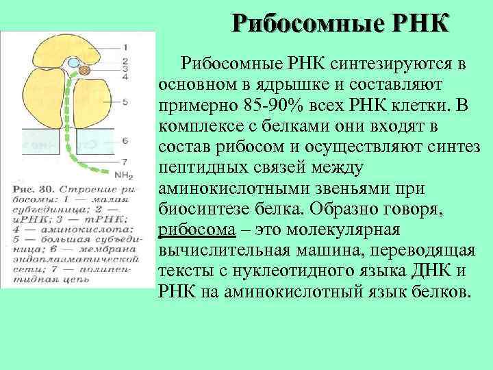 Рибосомные РНК синтезируются в основном в ядрышке и составляют примерно 85 -90% всех РНК