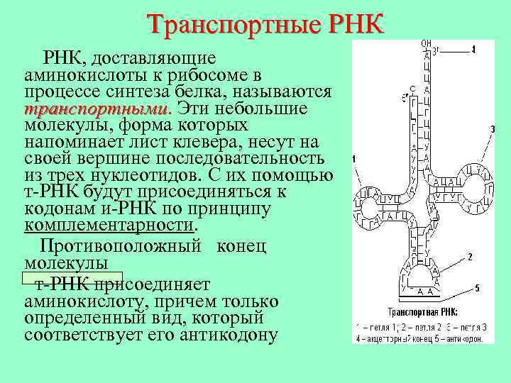 Трнк процесс