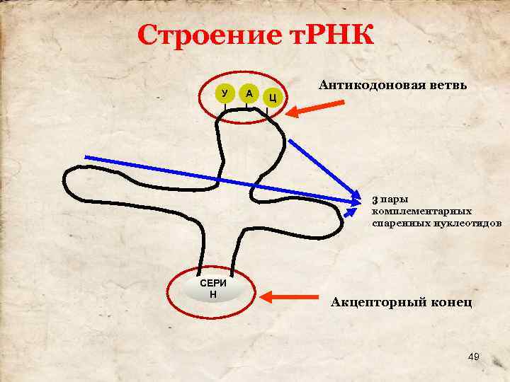 Строение т. РНК У А Антикодоновая ветвь Ц 3 пары комплементарных спаренных нуклеотидов СЕРИ