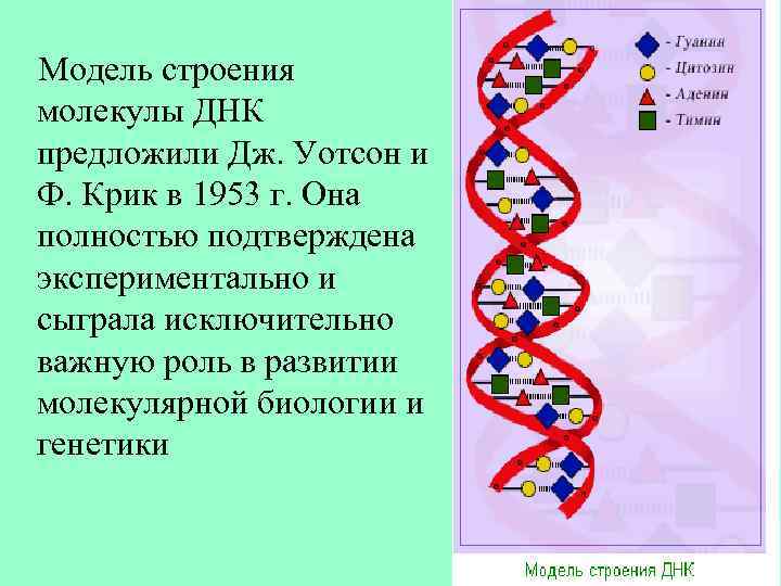 Модель строения молекулы ДНК предложили Дж. Уотсон и Ф. Крик в 1953 г. Она