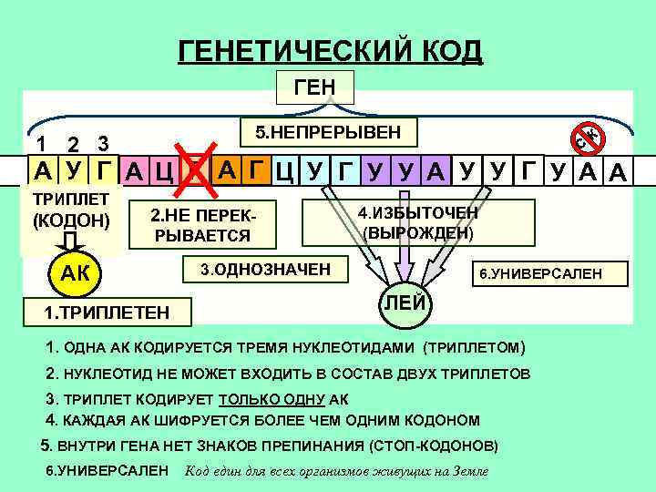 ГЕНЕТИЧЕСКИЙ КОД ГЕН 5. НЕПРЕРЫВЕН 1 2 3 c к А У Г А