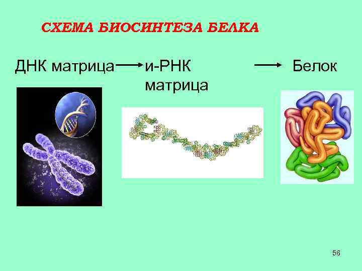 СХЕМА БИОСИНТЕЗА БЕЛКА ДНК матрица и-РНК матрица Белок 56 