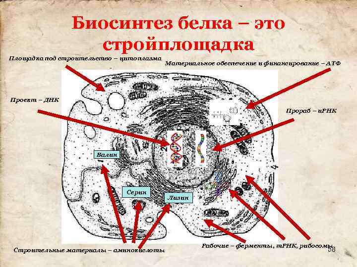 Биосинтез белка – это стройплощадка Площадка под строительство – цитоплазма Материальное обеспечение и финансирование