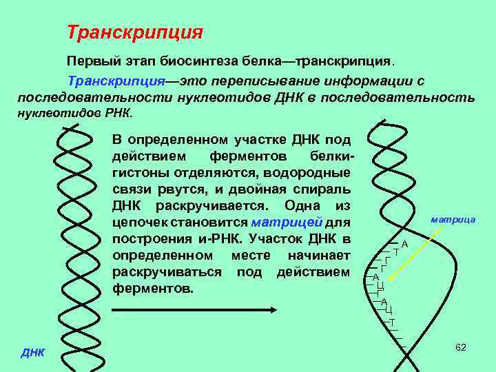 Транскрипция Первый этап биосинтеза белка—транскрипция. Транскрипция—это переписывание информации с последовательности нуклеотидов ДНК в последовательность