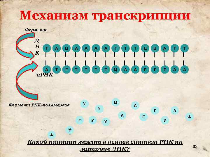 Механизм транскрипции Фермент Д Н К Т А Ц А А Г Т Т