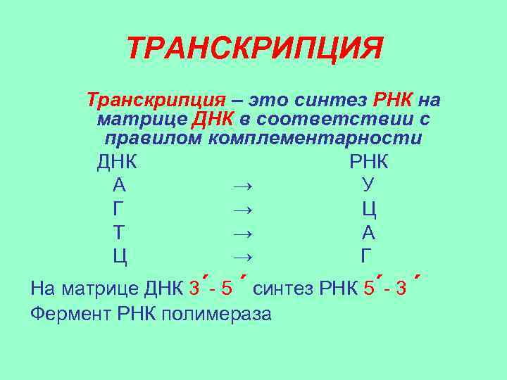 ТРАНСКРИПЦИЯ Транскрипция – это синтез РНК на матрице ДНК в соответствии с правилом комплементарности