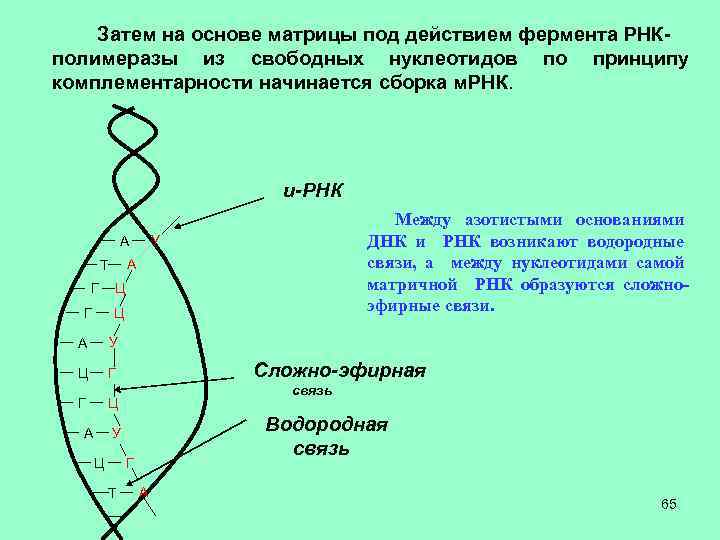 Затем на основе матрицы под действием фермента РНКполимеразы из свободных нуклеотидов по принципу комплементарности