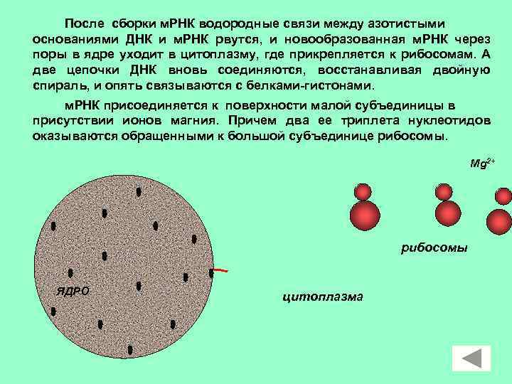 После сборки м. РНК водородные связи между азотистыми основаниями ДНК и м. РНК рвутся,