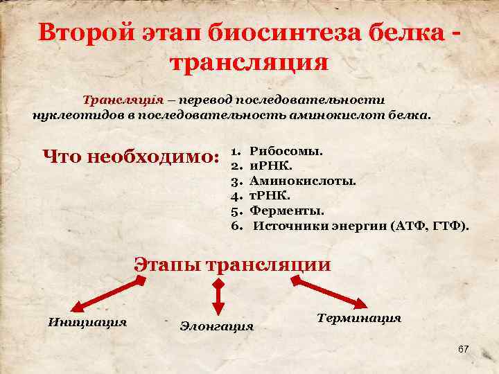 Второй этап биосинтеза белка трансляция Трансляция – перевод последовательности нуклеотидов в последовательность аминокислот белка.