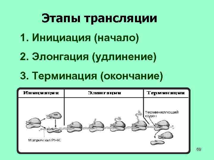 Этапы трансляции 1. Инициация (начало) 2. Элонгация (удлинение) 3. Терминация (окончание) 69 