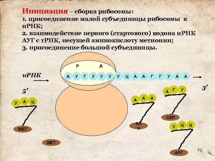 Инициация – сборка рибосомы: 1. присоединение малой субъединицы рибосомы к и. РНК; 2. взаимодействие