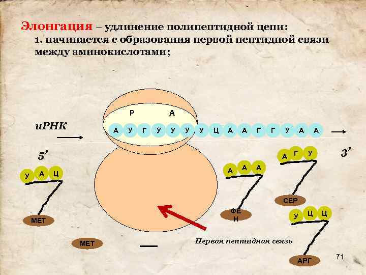 Элонгация – удлинение полипептидной цепи: 1. начинается с образования первой пептидной связи между аминокислотами;